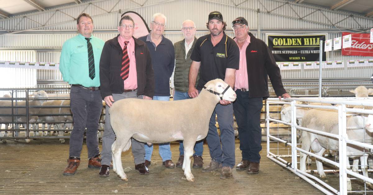 Golden Hill White Suffolk tops at $6000 | Farm Weekly