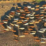 Ideology taking over science in some global markets, TropAg conference told