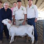 Mackay operation cashes in on quality Brangus offering