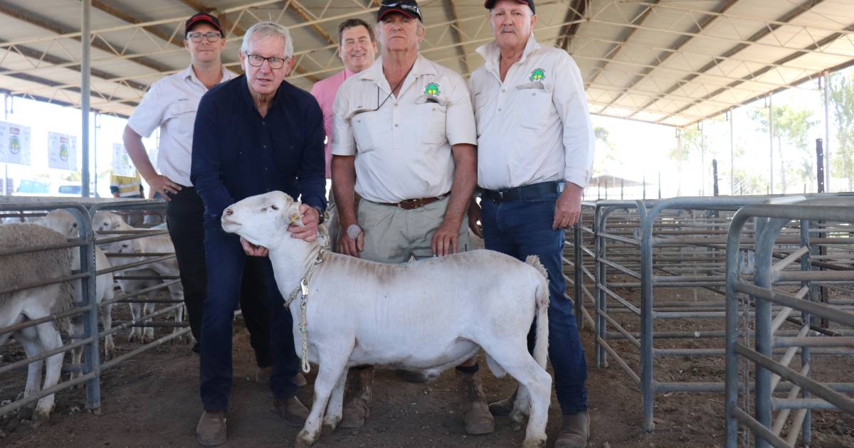 PenAgri Farms spends $70,900 overall at SheepMaster Mid West shedding ram and ewe sale | Farm Weekly