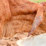 Buyers chase size, wool at Dunbogan