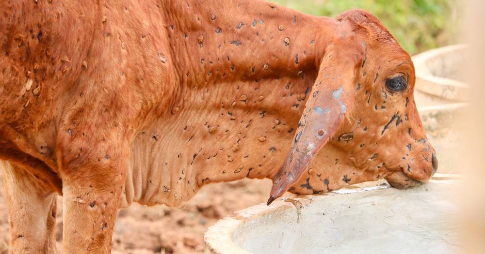 Queensland government partners with vaccine creators to fight lumpy skin disease | North Queensland Register