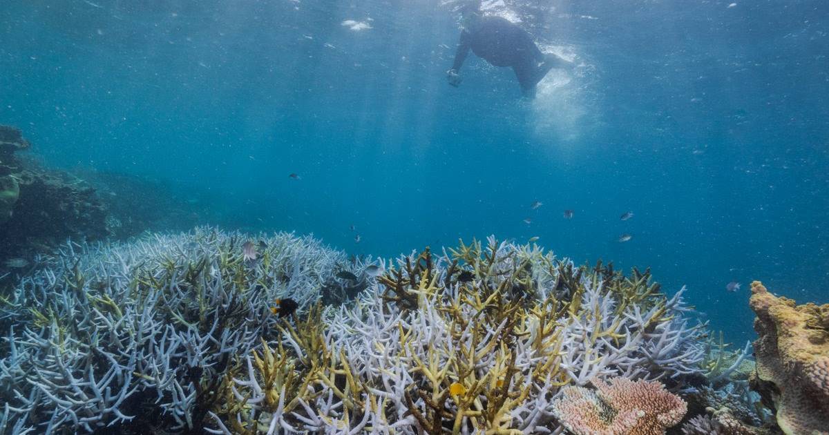 New $204m for Great Barrier Reef announced in federal budget | North Queensland Register