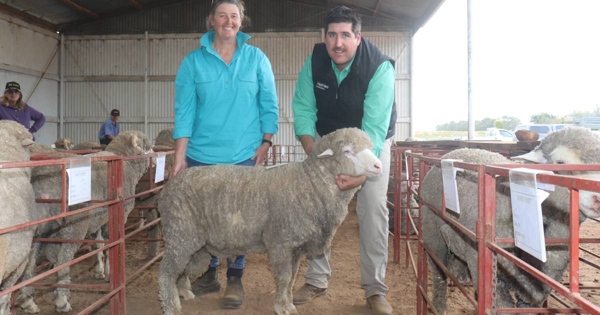 Monte Verde ram sale values reach $2600