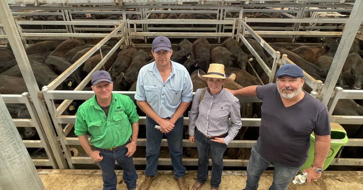 Buyer confidence pushes store cattle prices to new season highs at Tamworth | The Land