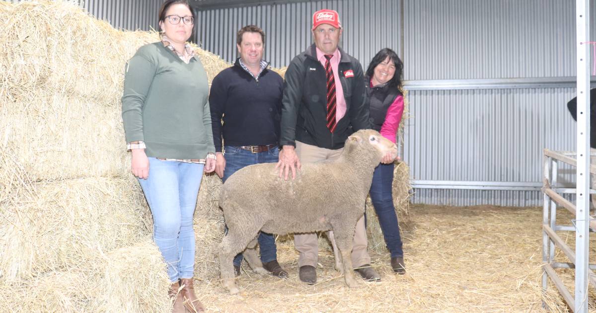 Royston on-property sale, Napier, reaches $4600 for Prime SAMM ram | Farm Weekly