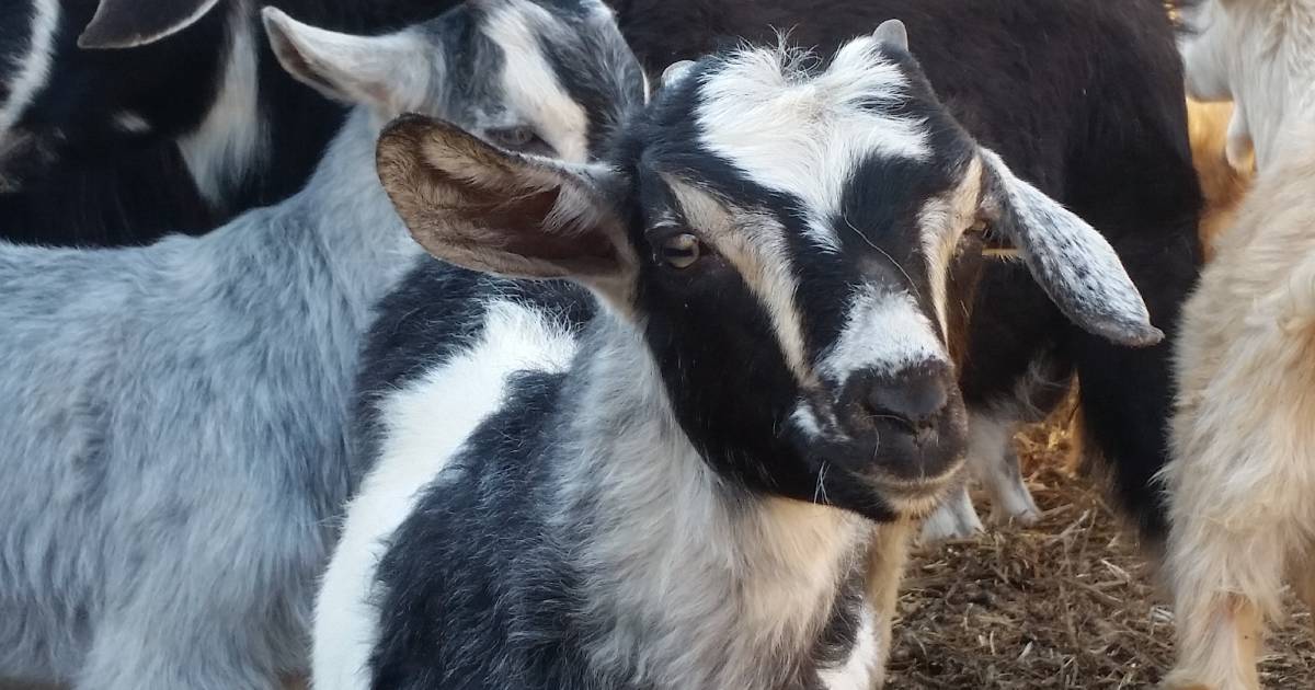 Thieves make off with up to 70 goats