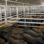 Wool yields higher in solar farm trial