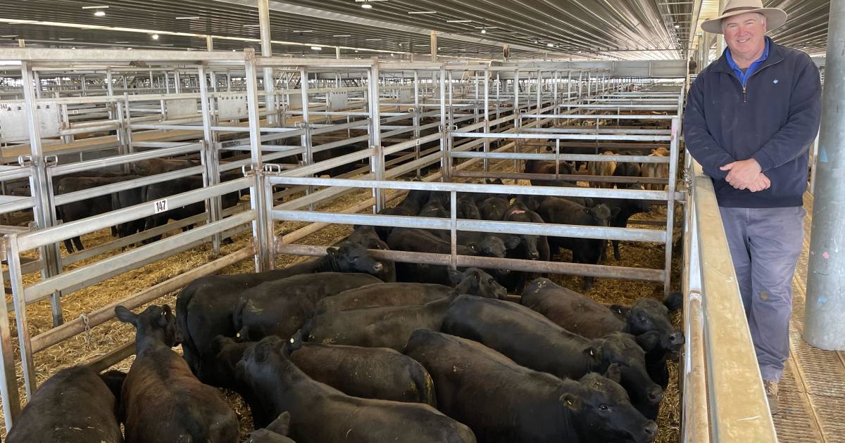 Yearling heifer market slips 10c/kg to 15c/kg | Prime market update and saleyard top quotes | The Land