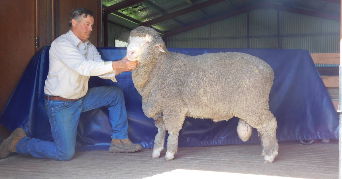 Long-term clients secure Merrignee's $9000 top priced ram