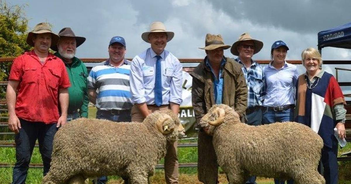 Carrabungla Merino rams sold to $4000 | The Land