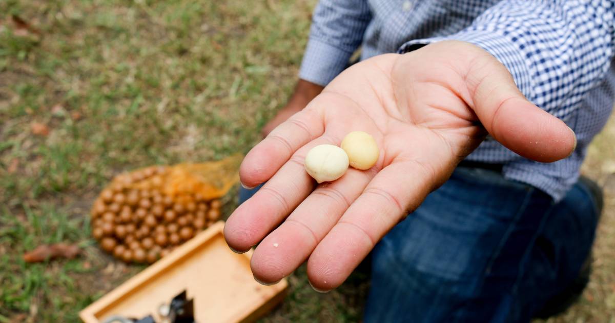 Macca breakthrough: good yields in half the time