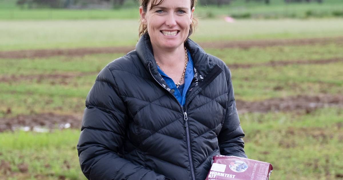 Season creates 'perfect storm' conditions for worms and flies in sheep flocks