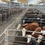 Sydney Royal and Ekka Champion sells to Nebo outfit at Rockhampton Brahman Week Sale