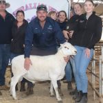 Bandeeka Simmentals, Elgin, dominate the stud beef cattle judging at the Brunswick Show | Farm Weekly