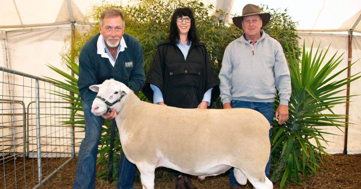 Detpa Grove White Suffolks finds strong support in sale | The Land