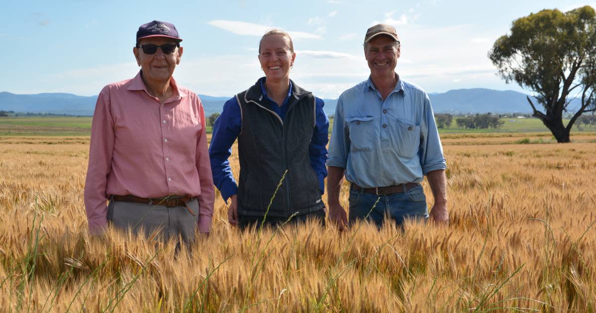 Maximus result in Duri Ag Bureau barley competition