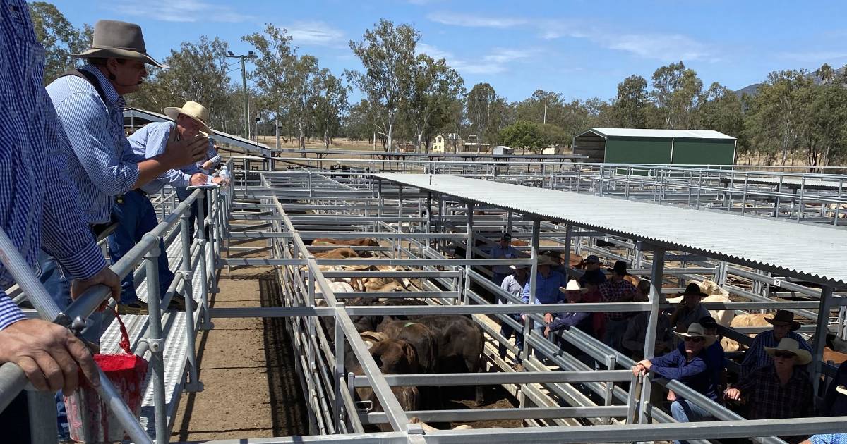 Qulality weaners in demand at Biggenden