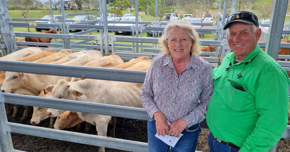 PTIC heifers to $2625 at Beaudesert