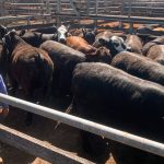 Large scale, highly productive cattle country