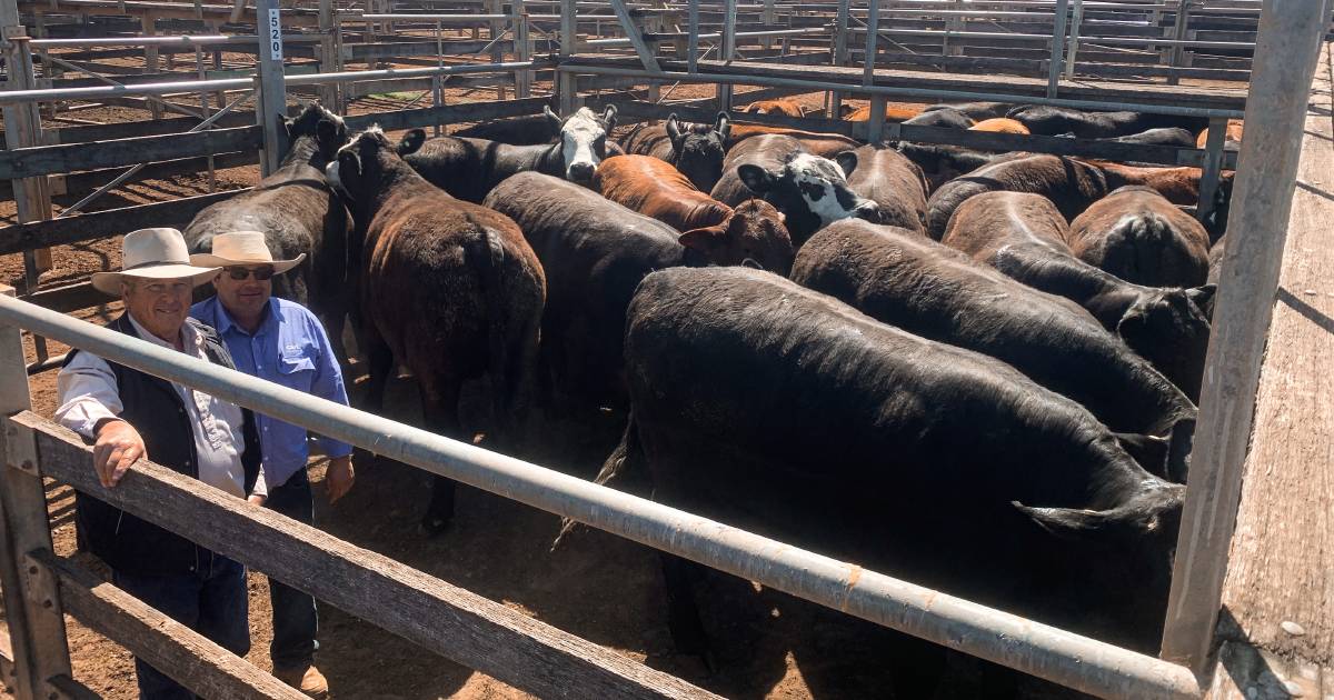 Cattle prices slip 45c/kg | Prime market update