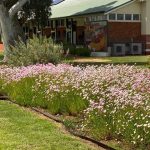 Man fined after clearing national park to muster stray cattle