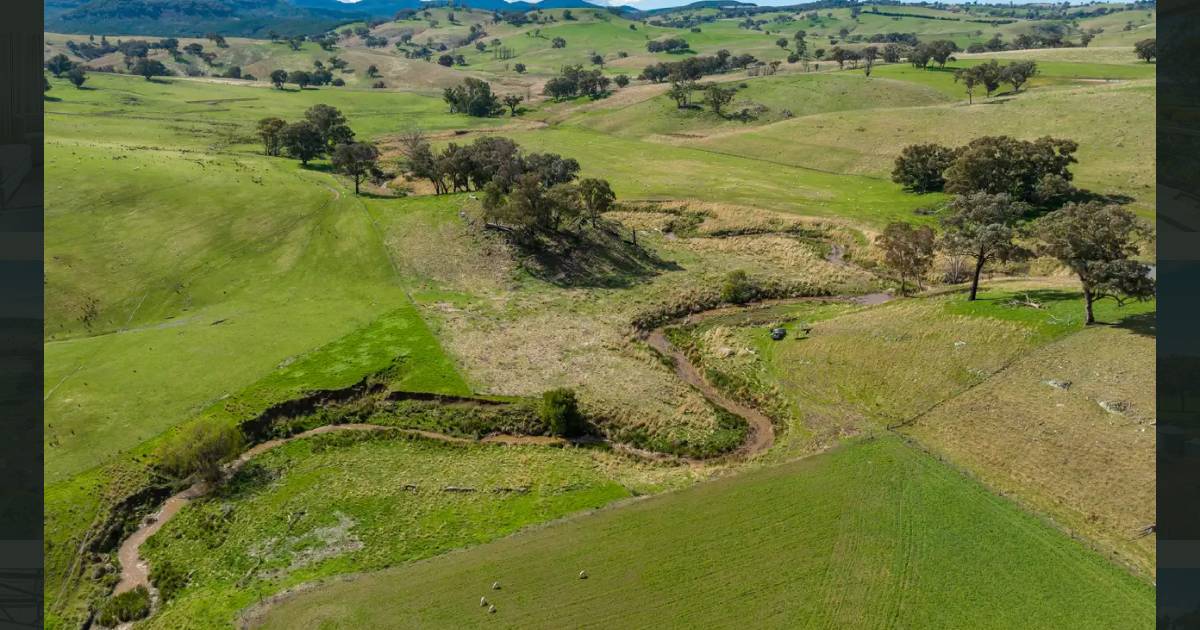 Avonlea delivers impressive grazing opportunity | Video