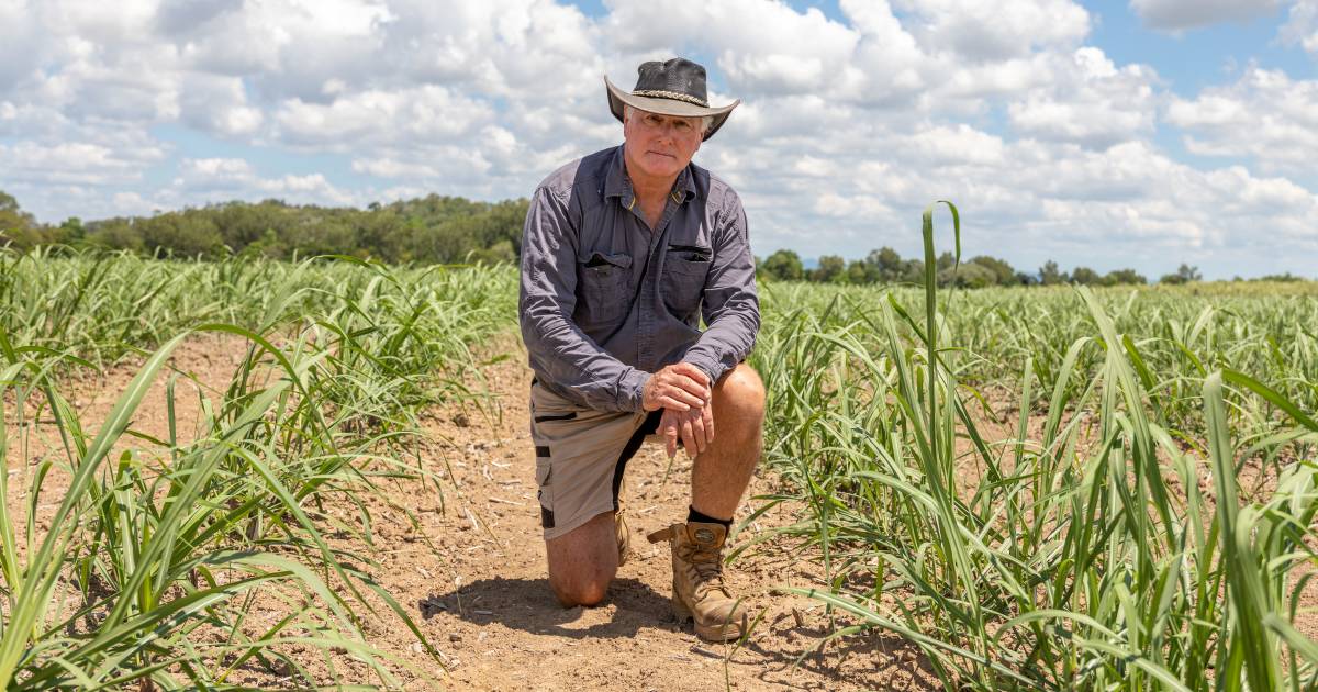 Rain delays Herbert River's cane harvest