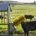 View From the Paddock: Following in our footsteps | Queensland Country Life