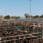 Microns determine wool centre demand