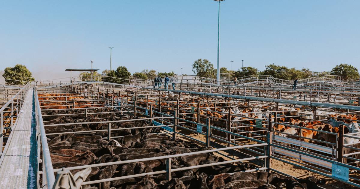 Charters Towers saleyard sees 92 percent increase in store cattle offloaded over last three years | North Queensland Register