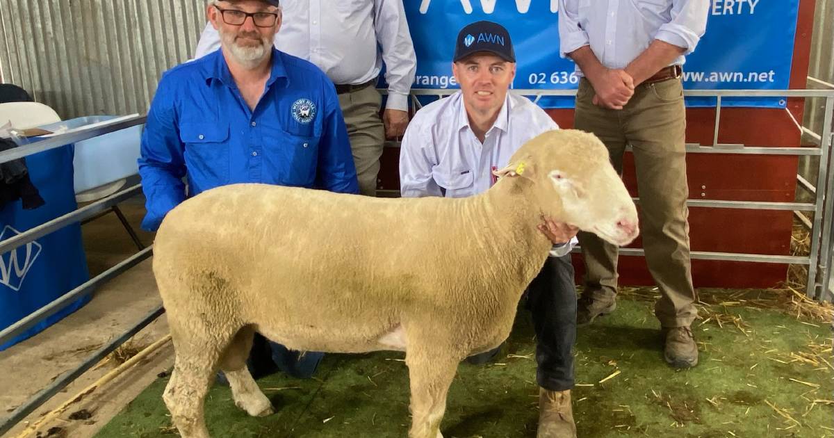 Windy Hill Poll Dorset rams sell to loyal clients