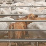 Cattle prices slip 45c/kg | Prime market update