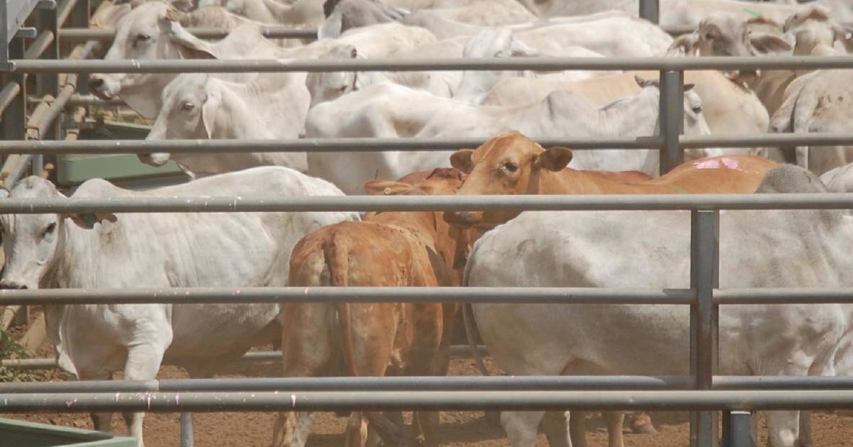 Prices soften at Charters Towers prime sale