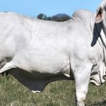 Johnson family continue tradition at Gold City Brahman sale | Queensland Country Life