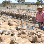 Fleckveih breeder earns champion of champions at North Coast National | The Land