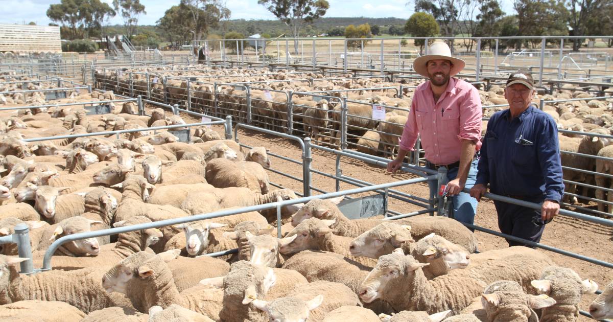 Special ewe sale tops $270 at the Elders Corrigin and Wickepin sale | Farm Weekly