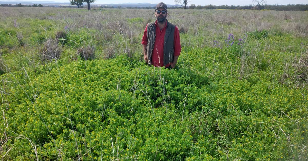 Research supports using fertiliser and herbicides in crop and pasture systems to correct soil deficiencies | The Land