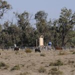 Meet the producer that bid on 40 bulls during Rockhampton sale