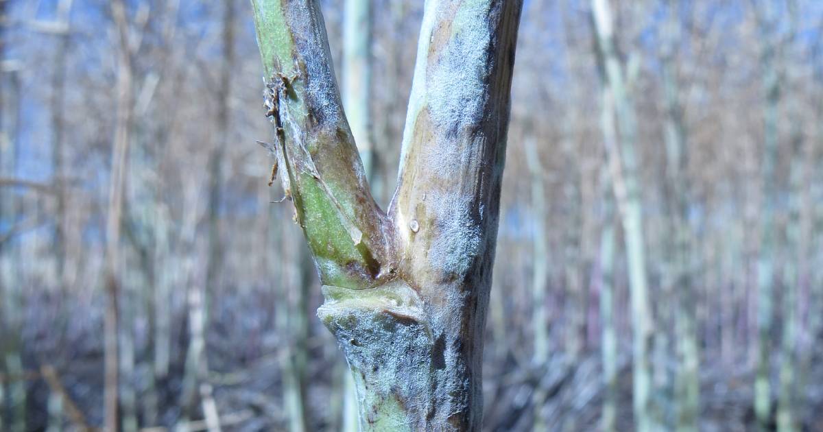 Powdery mildew found in crops in Geraldton zone