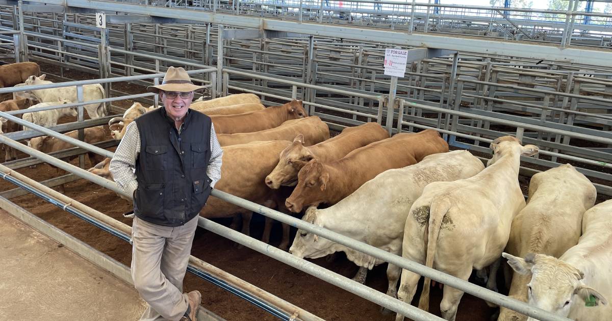 Cows with calves in demand at Forbes auction