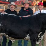 Moombi Shorthorn stud disperses its females to five states