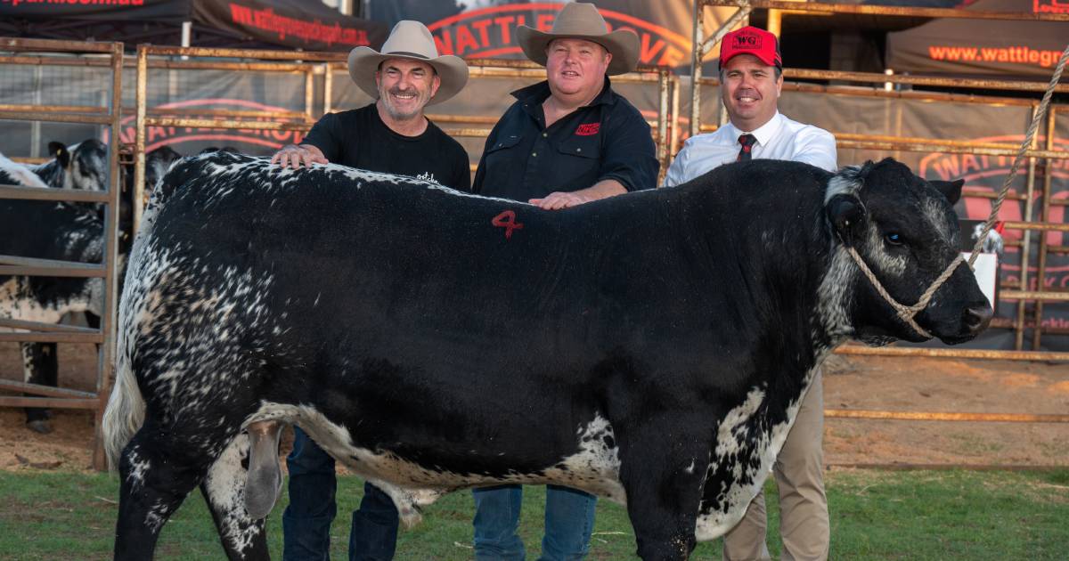 Wattle Grove Speckle Park bulls average $13,250