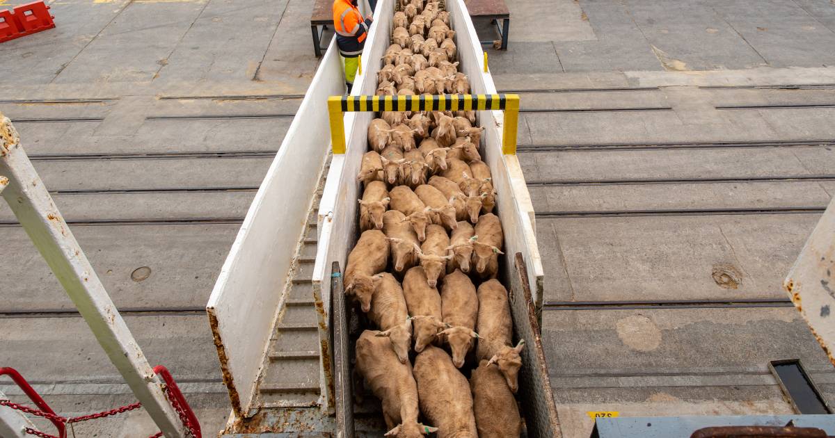 Live export returns