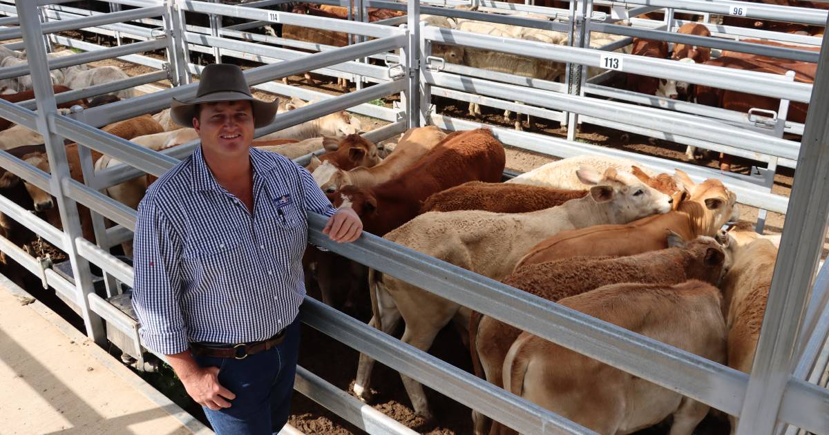 Droughtmaster cows make $3200 at Biggenden