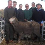 Santa cross heifers make $1625 at Malanda