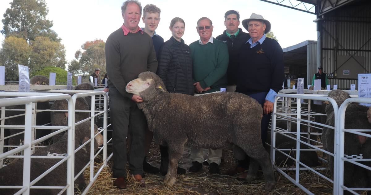 Billandri Poll Merino sells to $3000 top