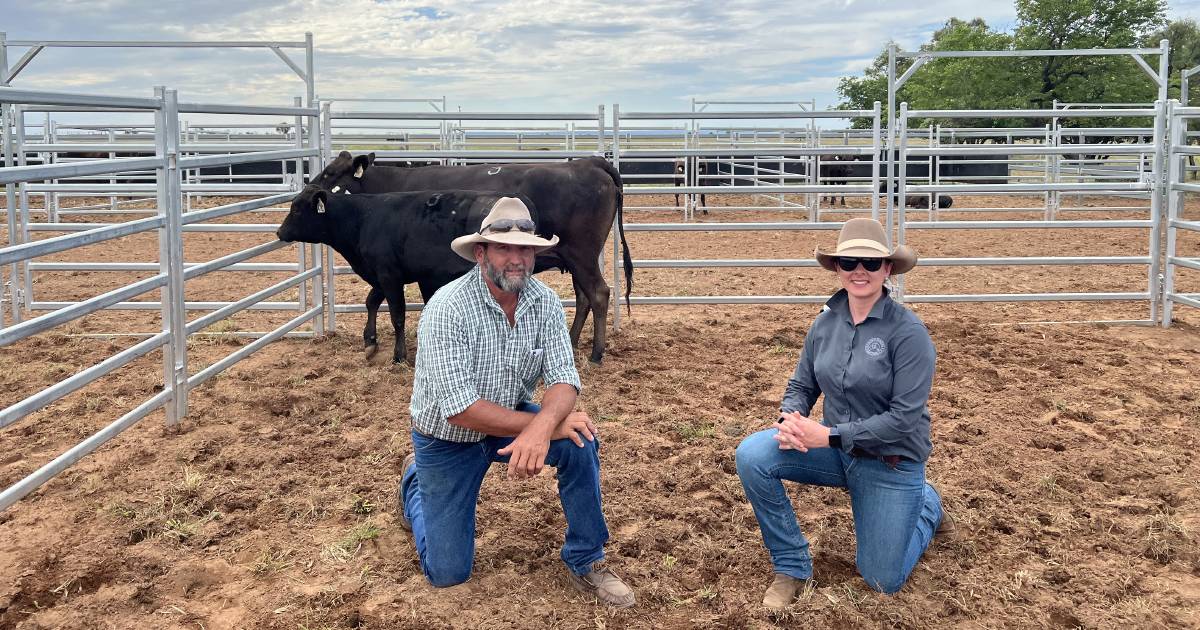 Repeat Emerald buyer secures top lot at Bar H Grazing Wagyu spring female sale