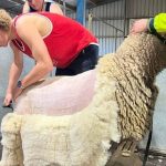 Yonga Downs White Suffolk wins Interbreed supreme meat breeds champion title at Perth Royal Show | Farm Weekly