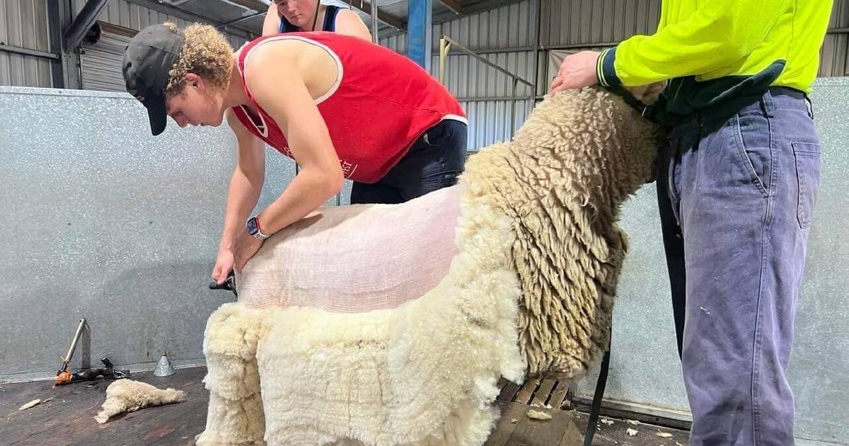 Koltyn is kicking goals in ag and footy